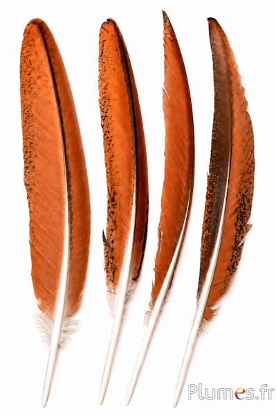 Pauw blauw - 32-38 cm - natuurlijk bruin-chocolade